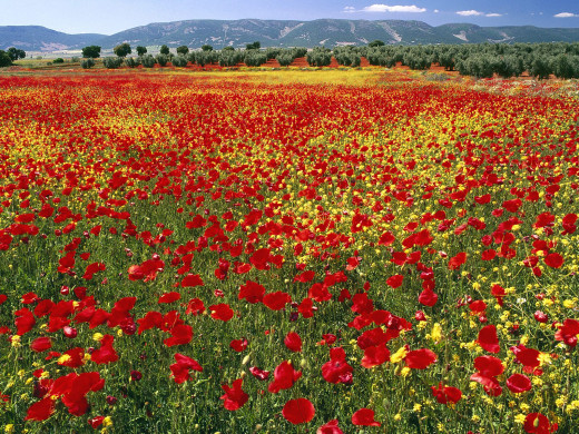 38507 (a): :1600x1200